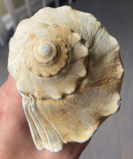Natural 7 Inch Ombre Lightning Whelk Conch Seashell - Nautical Decor Vintage 18