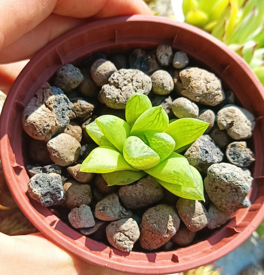 Haworthia cymbiformis rare succulent cactus casti live plant free gift - Image 2 of 4
