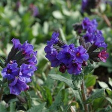 PULMONARIA 'Diana Clare' A.G.M. - Hardy Perennial Plant - ex 9cm (P9) Pot
