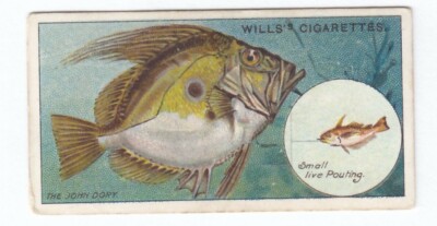 1910 FISHING Card FISH The John Dory (Zeus faber) BAIT small live Pouting