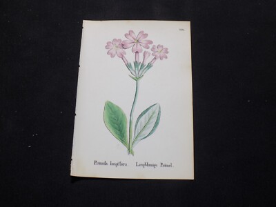1867 Antique ALPINE FLOWER Print  / PRIMROSE, or, PRIMULA LONGIFLORA  / A