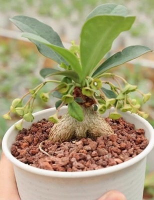 2.5-3CM Succulent Cactus Plant Euphorbia Ramena Cactaceae Home Garden Beautiful