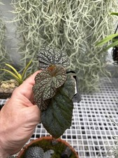 Rare Blue Begonia Botanicaz 135 Tropical Terrarium Vivarium Plant