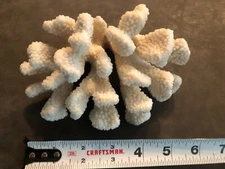 SEA CORAL natural dried fosilized dead FINGER sea coral rock skeleton  decor 6"