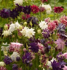 Columbine BARLOW Mix Perennial Dahlia-like Double Blooms Spring NonGMO 100 Seeds