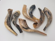 Sale For 7 x Rams Ram Ram's Horn Shofar 12-14" Clear Sound Shofars Jewish Polish