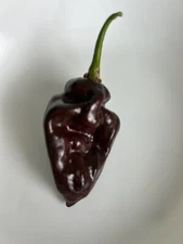 15+ Aji Panca Peruvian Chili Pepper Seeds Heirloom