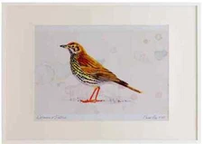 A3 song thrush Watercolour Ltd Edition Picture Framed