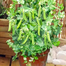 Patio Pride Snap Pea Seeds | Container Garden Small Fast Heirloom Peas Seed 2025