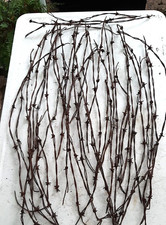 Lot of 50 pcs Antique Barbed Wire 12-30"