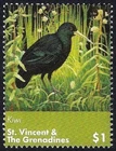 St Vincent and The Grenadines - 2024 - Birds - Southern Brown Kiwi