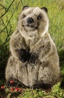 Quokka Von Kosen / KöSen - PlüSch Sammelbares Weiches Spielzeug - 7840 - 17Cm