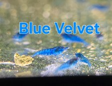 10  2 Pack Blue Velvet   High grade Freshwater Neocaridina Shrimp Aquarium
