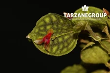 LEPANTHES OVA-RAJAE x CALODICTYON ORCHID CROSS MOUNTED