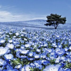 Baby Blue Eyes Flower Seeds Nemophila Menziesii 50 Seeds Ebay