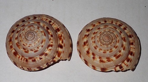 57, 58 mm 2 Stck. Architectonica Maxima Sonnenuhr Muschel Surin Insel Phuket