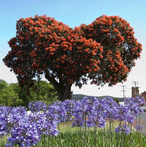 Red Eucalyptus ficifolia, Albany Red Flowering Gum, Corymbia - 10 to 100 Semente - 第 2/9 張圖片