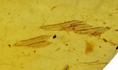Rare Aves Bird Feathers, Fossil Inclusion in Burmese Amber