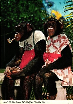 Vintage Florida Postcard Two Chimps Dressed Smoking Sitting Bench Tropical Desig