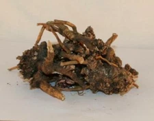 SENEGA SNAKE ROOT Native American Botanical Sage Healing Herb 1 Ounce Pack
