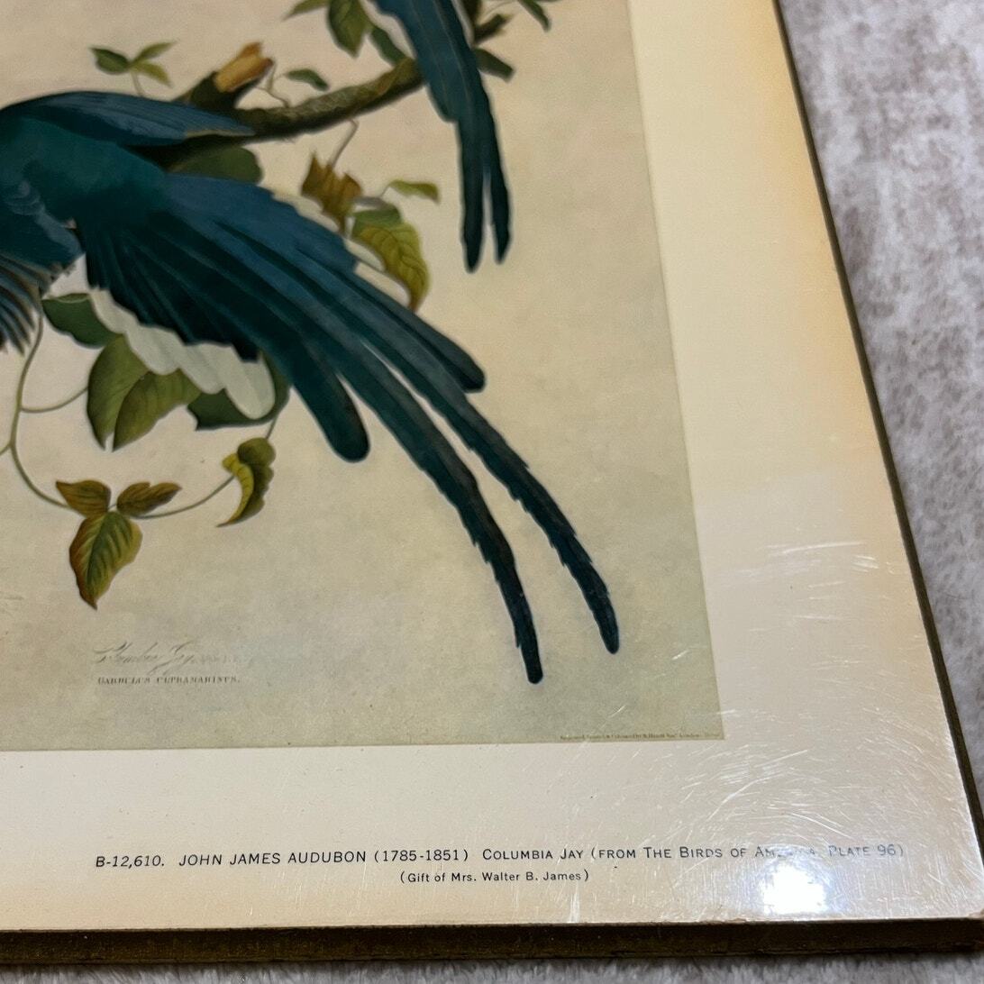 John James Audubon 1785-1851 Columbia Jay From The Birds of