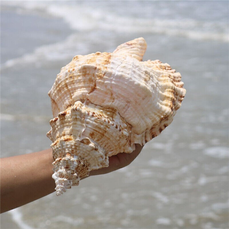 Counch Shell Fish 22-23cm 9Inch Natural Rubeta Conch Shell Sea Snail Gift Home Fish Tank ...