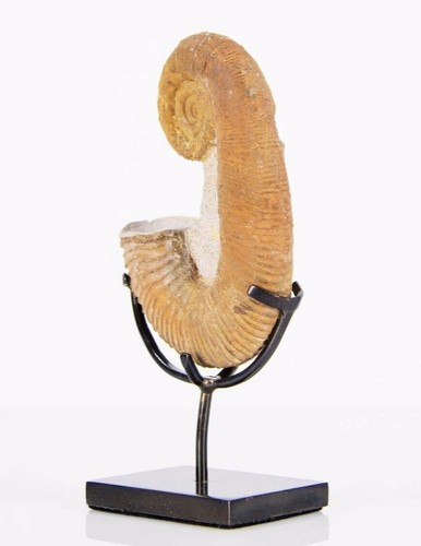 Fossil Ammonite Heteromorph On Bronze Stand - Picture 5 of 10
