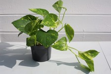Devil’s Ivy Plant – Variegated Epipremnum Pinnatum, Indoor Trailing 11cm Pot