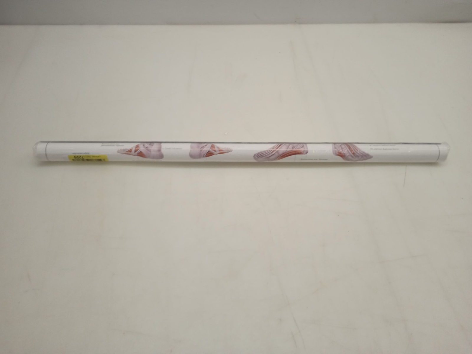 Sport-Tec Weibliches Muskelsystem Lehrtafel Anatomie 100x70 cm Portugiesisch