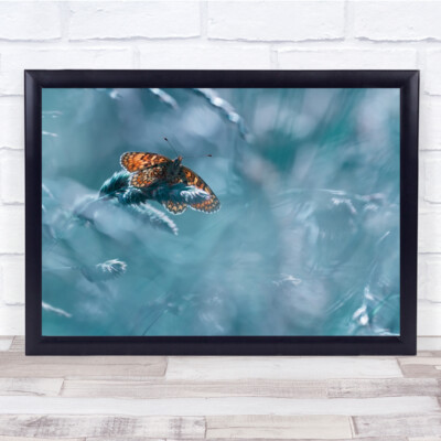Schmetterling Bokeh Makro Insekt türkis Garten Wiese Total Kheops Wandkunstdruck