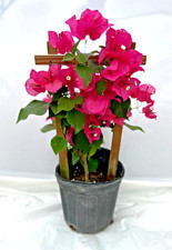 Pink Live Plant Bougainvillea Vine in 6" Pot Trellis Fast Growing NO CA