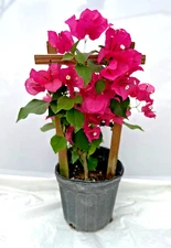 Pink Live Plant Bougainvillea Vine in 6" Pot Trellis Fast Growing NO CA