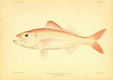 Rare 1903 Chromolithograph Hawaiian Fish Print ~ Tropical Fish Plate XVII
