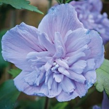 Hibiscus Shrubs Flowering Garden Plants 'Blue Chiffon' 1 or 2 x 9cm Pots T&M
