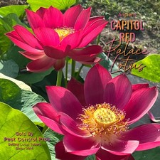 Ancient Capital Red Palace ~ Live Hardy Lotus Tuber Pond Bog Water Plant FLOWER