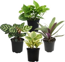 Essential Houseplant Collection 4PK Live Plants Indoor Plants Live Houseplants