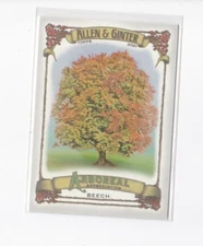 BEECH 2021 ALLEN & GINTER ARBOREAL APPRECIATION INSERT CARD-SHIPS FREE