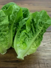 1000 LITTLE GEM LETTUCE SEEDS (NON-GMO SEEDS! HEIRLOOM!) ~ heirloomseedguy ~2026