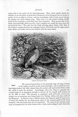Original alter antiker Druck Naturkunde 1895 Gemeine Wachtel Vögel Viktorianisch