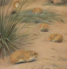 DESERT MOUSE - Small Field Rodent Antique Print Chromolithograph 1900 w Video