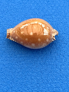 CYPRAEA GUTTATA 49 91 mm