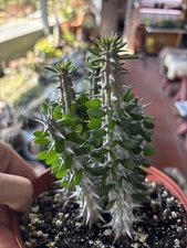 Madagascar Ocotillo (Madigascan) African Alluaudia procera, White Cactus 6in pot
