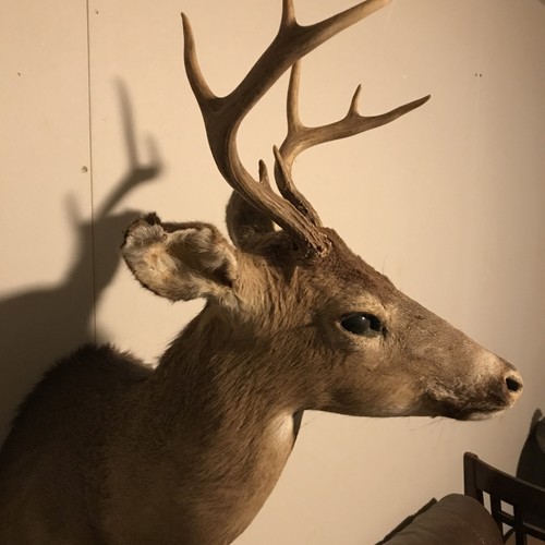 Deer 🦌 Wall Mount