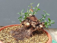 Bonsai Olivastro 18c16cm In Vaso Pianta Selvatica Albero Robusta Nebari Grande ⭐