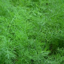 50 graines d’aneth bio
