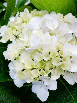 Ballhortensie Everbloom   'White Wonder' | Hydrangea macrophylla 'White Wonder'