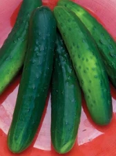 Cucumber, Salad Bush Hybrid
