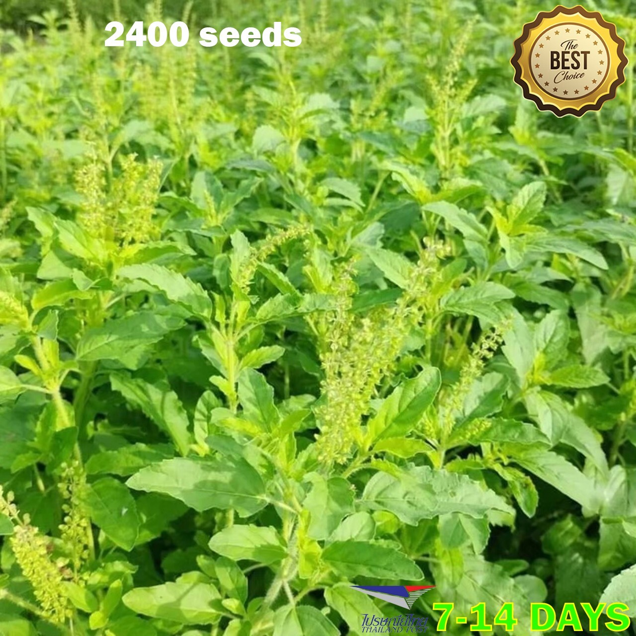 2400 Seeds Holy Basil Seed Green Leaf Herb Tulsi Kaphao กะเพรา Thai Asian Seed H