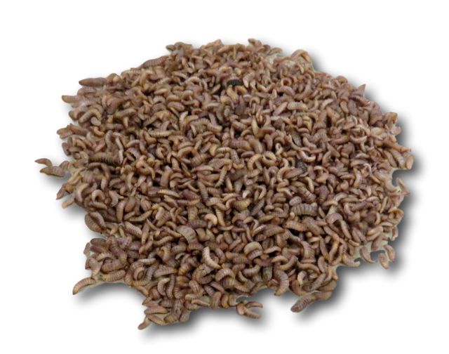 small black soldier fly larva | eBay