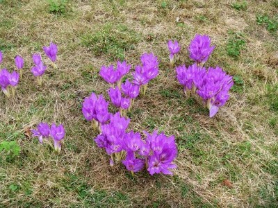 Foto A2 Felbrigg Hall [8] Aylmerton Herbstkrokus in der Halle's ga c2016